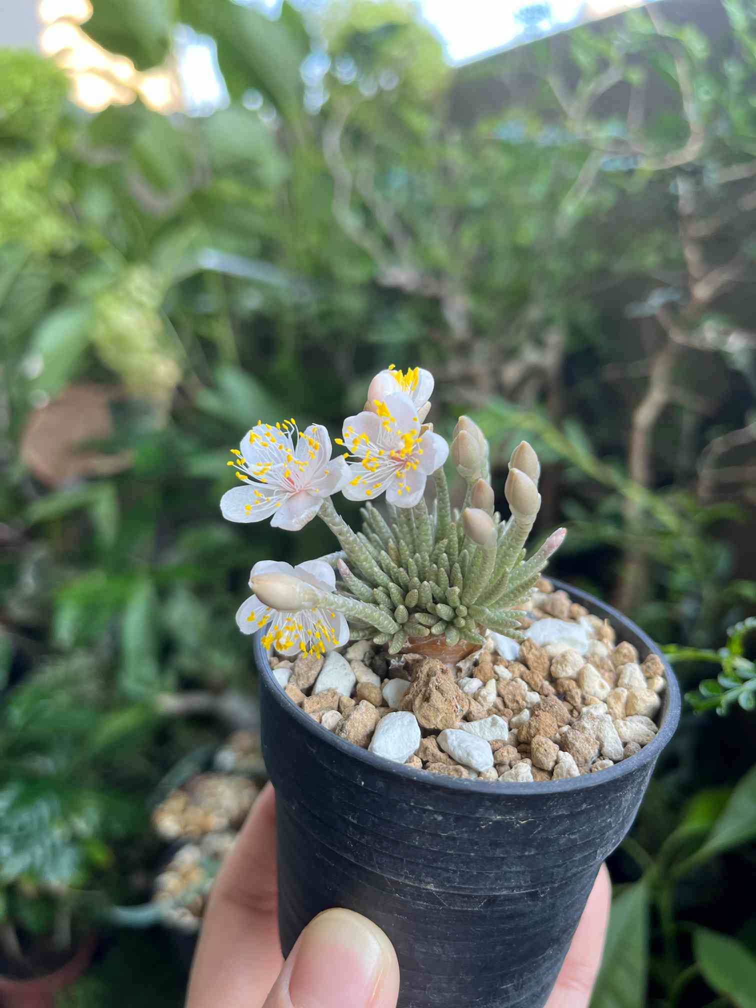 アボニア・アルストニー（白花）の一覧｜🍀GreenSnap（グリーンスナップ）