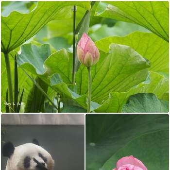 上野動物園の画像 by ラニのママさん | お出かけ先とシャンシャンと可愛いと上野動物園と 蓮の花と上野恩賜公園と上野パンダと上野不忍池