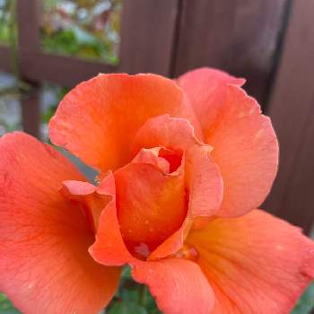 薔薇 ほほえみの画像 by Angela350さん | 広い庭とルイドフィーネとあざやか！とカラフルとバラと暮らすと優しさありがとうとオレンジ色と薔薇 ほほえみと笑顔がいちばんと花のある暮らしとかわいい花と微笑み
