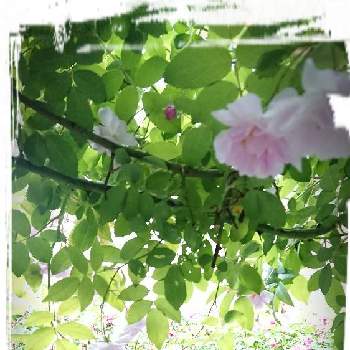 薔薇 アンジェラの画像 by クッキーMさん | 小さな庭と薔薇ポールズ・ヒマラヤン・ムスクと薔薇 アンジェラと北海道でも越冬します