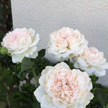 プリンセス・ヴェールの画像 by teru teruさん | 小さな庭とプリンセスヴェールとバラ　プリンセスヴェールとばら バラ 薔薇と薔薇に魅せられてとお気に入り♡とおうち園芸とありがとう ♡♡とGSに感謝。と金曜ローズショーと鉢植えと薔薇初心者とプリンセス・ヴェールと花のある暮らしと薔薇大好き