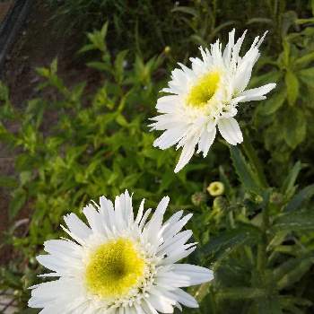 ♥︎すてき♥︎の画像 by ノッコちゃんさん | 小さな庭とフランスギクと可憐な花と可愛い花とお花畑    と♥︎すてき♥︎と花のある暮らしと白い花