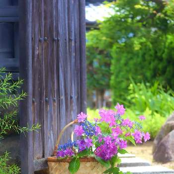 ダンスパーティー の投稿画像一覧 Greensnap グリーンスナップ