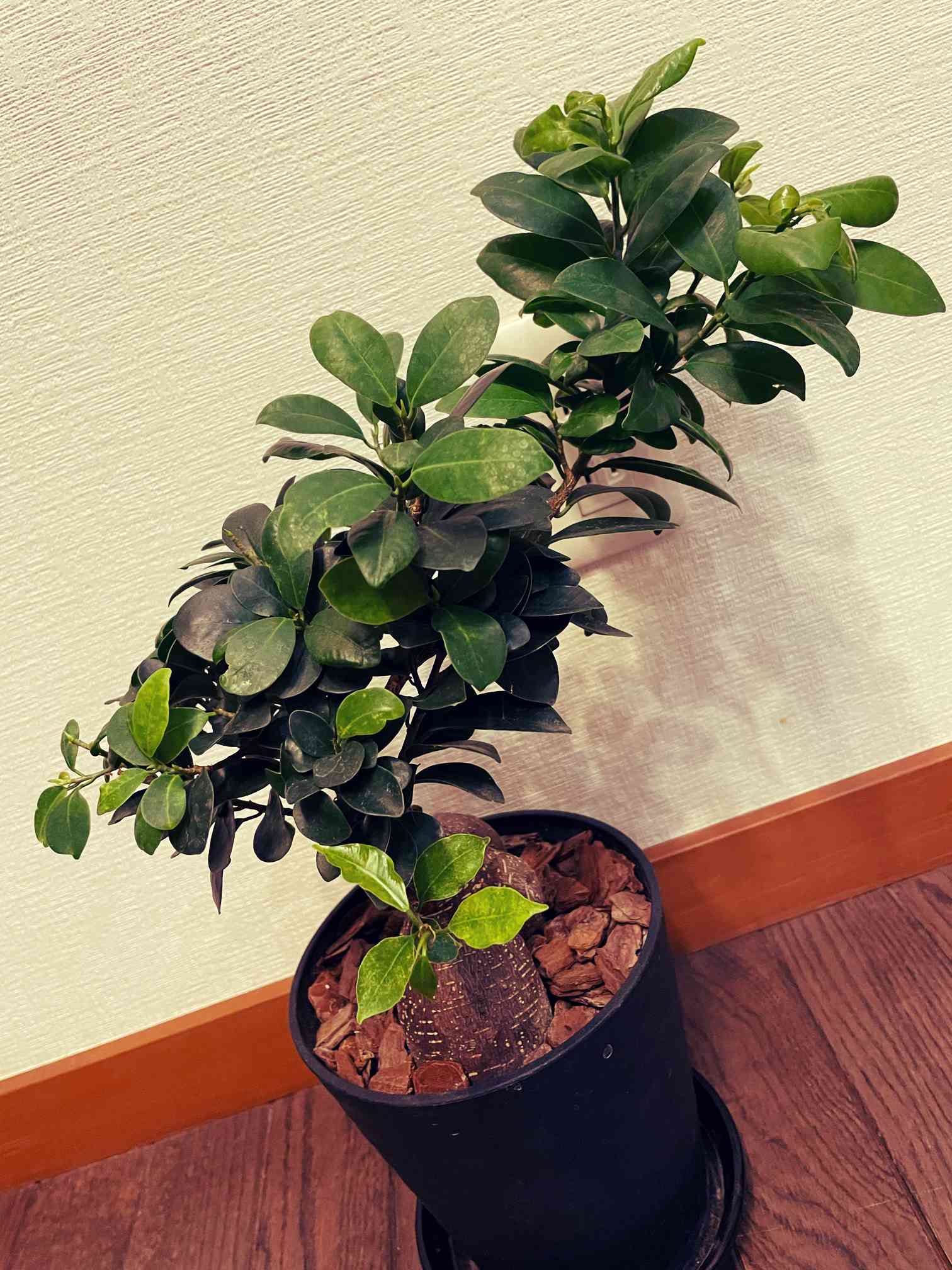 盆栽】✨希少✨センカクガジュマル 尖閣 盆栽】✨希少✨センカク 盆栽】✨希少✨センカクガジュマル 尖閣 盆栽】✨希少✨センカク