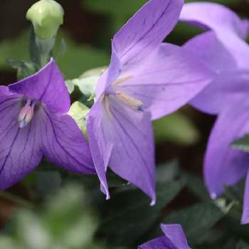 こむらさきのむらさきの花の画像 by SNOOPYさん | 小さな庭と桔梗 センチメンタルブルーとyu ＆ゆうクラブと茉夕花にささぐとこむらさきのむらさきの花と聖子ちゃんの歌をもう一度♡∗︎*ﾟとおうち園芸とDear violetと青色が好きと素敵な出会いに感謝とGo✿to✿flowerと紫色大好き