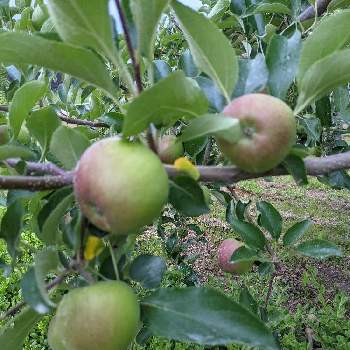 フジ,果樹,バラ科,りんご,お出かけ先の画像