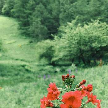 iPhone8の画像 by すもーるさん | お出かけ先とクリンソウと山野草と一輪の花とiPhone8とお花畑    と初夏のお花と世界が平和になりますようにと入笠湿原と湿原の植物