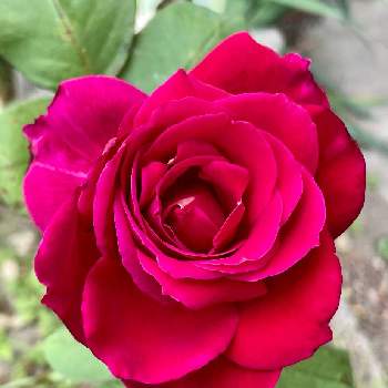 赤いバラの画像 by きゃろっぴぃさん | 小さな庭とバラとばら バラ 薔薇と切り花からの挿木と挿木のバラとバラを楽しむと赤いバラ