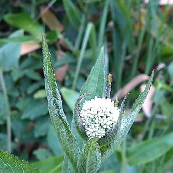 日本固有種の投稿画像一覧 Greensnap グリーンスナップ