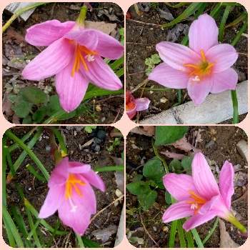 ゼフィランサスの花の画像 by キンちゃんさん | ゼフィランサスの花とむしあつ～いとお庭。と今日も真夏日。
