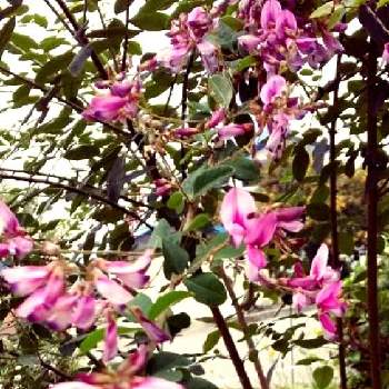 ♥︎すてき♥︎の画像 by ノッコちゃんさん | 小さな庭とハギ(ミヤギノハギ)と可憐な花と大切な癒やしと可愛い花とおきにいり ♡とお花畑    と♥︎すてき♥︎と花のある暮らしと淡いピンク