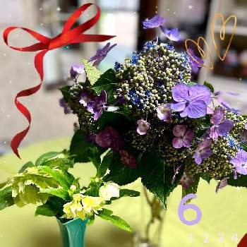クリスマスローズ,紫陽花,ガーデンｐｏｐｕｒｉの画像