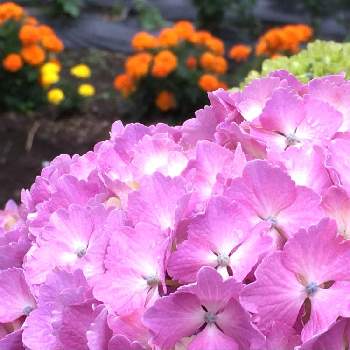 マリーゴールド♡の画像 by スイートさん | お出かけ先と紫陽花と雨が似合うと明るい気持ちときれいな色とお花大好き✨ときれい✨とお出かけ先。と好きなお花とGS2年目と可愛い♡とアジサイ 紫陽花☆とマリーゴールド♡とあじさいフォトコンテスト2022