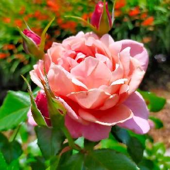 ばらに魅せられての画像 by ちけさん | 小さな庭とバラとバラ　ピンクビンテージと植物のある暮らしとばら バラ 薔薇と癒しの花と美しい✨✨と花のある暮らしと花が好きと薔薇大好きとばらに魅せられて