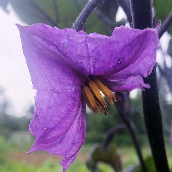 こむらさきのむらさきの花の画像 by こむらさきさん | お出かけ先とこむらさきのむらさきの花と大好き群馬とナスの花！とかわいいと紫の花と群馬県