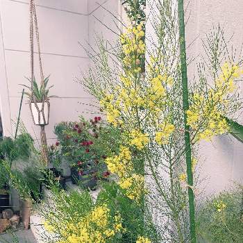 滋賀の画像 by うーこさん | 小さな庭とアカシアオールリーフワトルと植物大好きと滋賀とネイティブプランツとオージープランツと育成記録