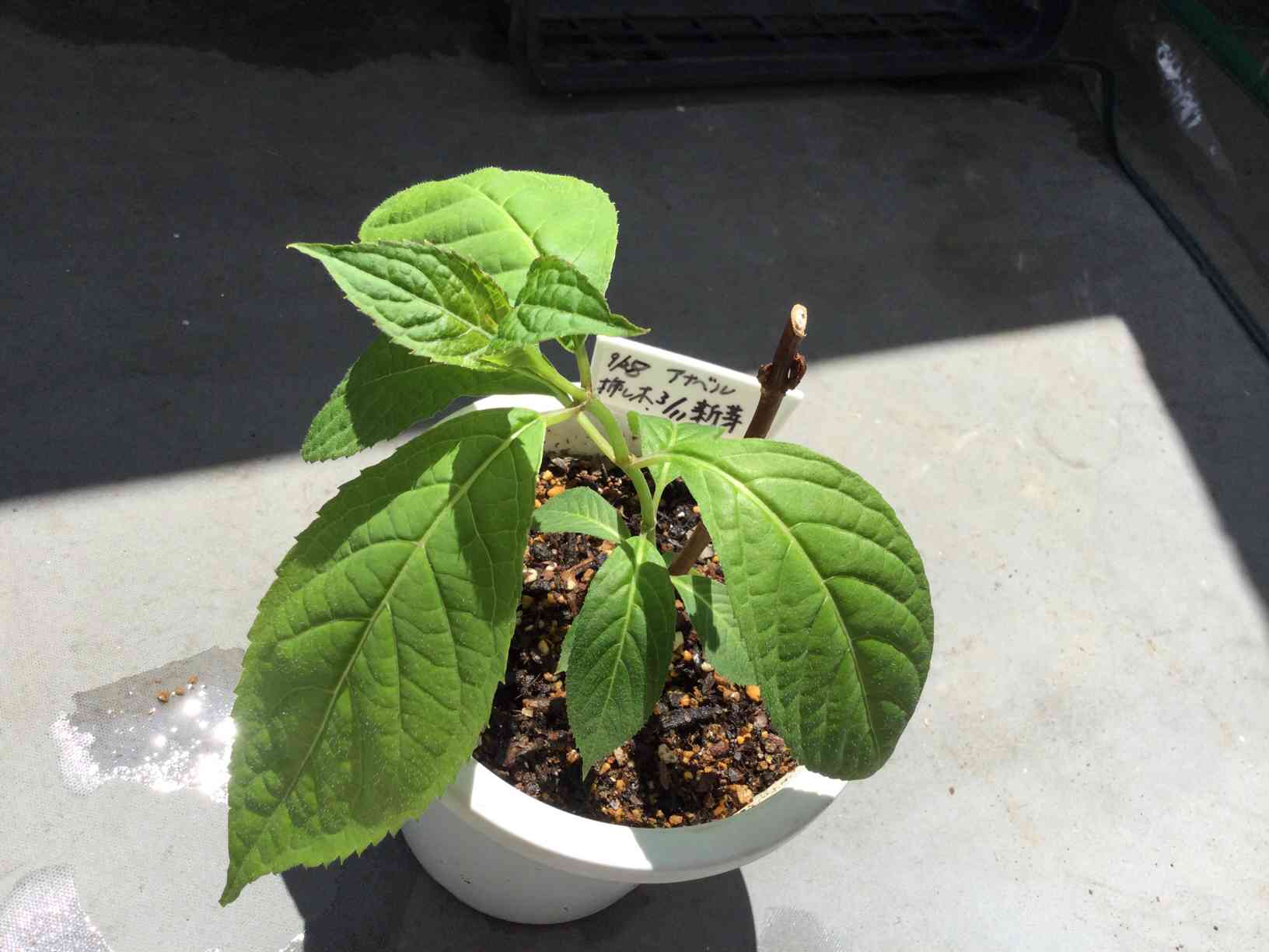 頑張れ✊🏻我が家の挿し木のアナベル🪴｜🍀GreenSnap（グリーンスナップ）