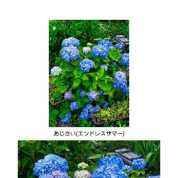 紫陽花 エンドレスサマーの画像 by igaさん | 広い庭と紫陽花 アジサイ あじさいと紫陽花 エンドレスサマーとおうち園芸