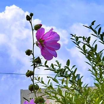 気が付けば土曜日の画像 by ドラチャンことAkitoshi Imaiさん | お出かけ先とタチアオイと今日を今を生きることと土曜はお空の発表会と2019同期と⚔️心を燃やせとワクワクの花たちと祈❗️世界平和と最愛の友へ届けとLife is beautifulと花言葉に心をのせてと雲仲間と皆んな幸福にといつも心に太陽をとみんな負けないで！とピンクワールドへ ようこそと美しく青きドヨウとenjoy ＆ smile happy⤴︎と明日はきっと良い日になるとファンタスティックブルーと毎日thank you❤️と気が付けば土曜日
