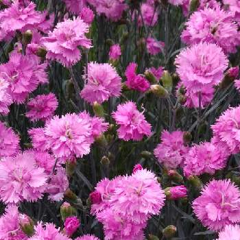 中国原産の画像 by Kevinさん | ダイアンサスと毎日ピンクの日とピンク❤︎ピンクとGS映えと２０２０年５月同期と今日の一枚と日本原産とピンクワールドへ ようこそとピンク色の花と可愛いと花のある暮らしと中国原産とかわいいとヨーロッパ原産と素敵