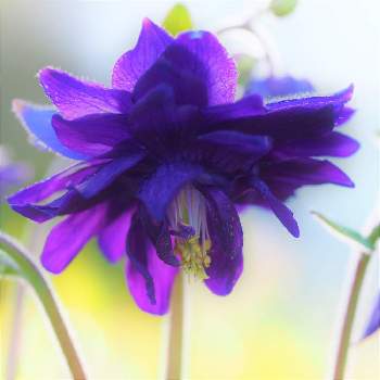  オダマキの画像 by オーサンさん | 小さな庭と二十四節気 夏至と仲良しとおうち園芸と日光浴と オダマキと花いろいろと素敵な出会いと花のある暮らしとアキレギア ブルーバロー