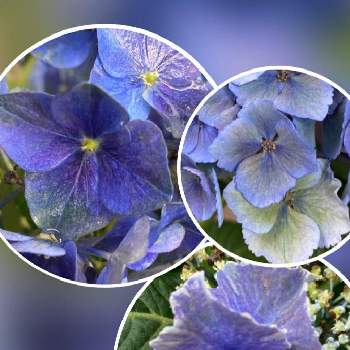 紫陽花 友の会の画像 by ''まこS''さん | 小さな庭と紫陽花・スターリットスカイと紫陽花　ラグーンと紫陽花  ブルーマーブルソーダと2019同期とNo  more warと青い花とその葉を写そう！2022とチームブルーNo.32と木曜日は木に咲く花と癒やしのブルーと紫陽花 友の会と幸せの黄色いお花とありがとう医療従事者の方々と青い紫陽花マニアと青い花で梅雨景色2022といつも心に太陽をとみんな負けないで！と陽はまた昇るどんな人の上にも！と美しく青きドヨウと明日はきっと良い日になると平和を願うと青い花マニアとチーム・ブルーと頑張ろう日本❣️