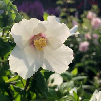 バイカウツギ ベルエトワールの一覧 Greensnap グリーンスナップ バイカウツギ ベルエトワールの一覧 Greensnap グリーンスナップ