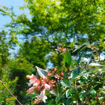 花の癒やしの画像 by 合歓の木さん | お出かけ先とアベリアと❤️M.family❤️と伊予十三佛と東温市と花のある暮らしと花の癒やし