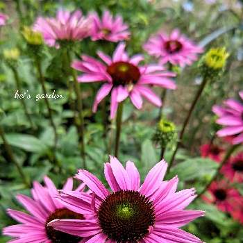 花の写真の画像 by keiさん | 広い庭と花の写真と花壇とマイガーデンと庭のある暮らしとガーデニングと花のある暮らし