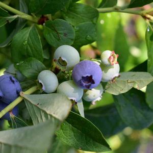 花壇,庭の花,庭のブルーベリー,植中毒,植栽の画像