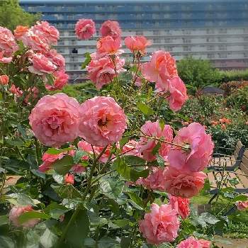 Hybrid Teaの画像 by keychanさん | Hybrid Teaと千葉県と京成バラ園とピンクと微香と薔薇♪と四季咲き♪