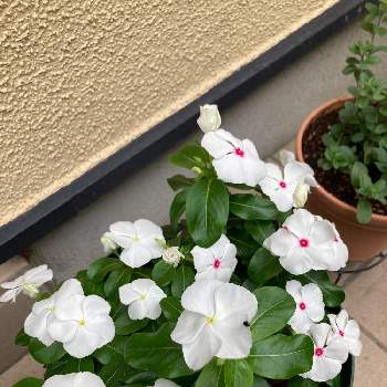 今年のお気に入りの画像 by まーくんさん | 小さな庭とニチニチソウと千葉県とニチニチソウ☆と❤️愛おしいとおうち園芸と今年のお気に入りと白いお花と鉢植えとGS皆様ありがとうとお花は癒しと素敵