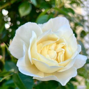 シティ オブ ヨークの投稿画像一覧 Greensnap グリーンスナップ