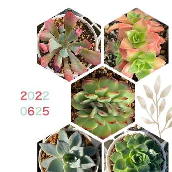 アオエニウム 夕映の投稿画像一覧 Greensnap グリーンスナップ