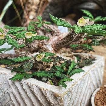 ユーフォルビア デカリーの画像 by ✼Bǝё-n✼さん | ユーフォルビア デカリーとユーフォルビアと塊根植物