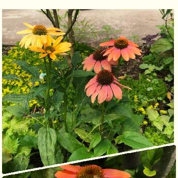 夏色の画像 by 薔薇さんが転んださん | 小さな庭とエキナセアとビタミンカラーとキレイ✨と好みの色とかわいいと花が好きとかわいい花と夏色