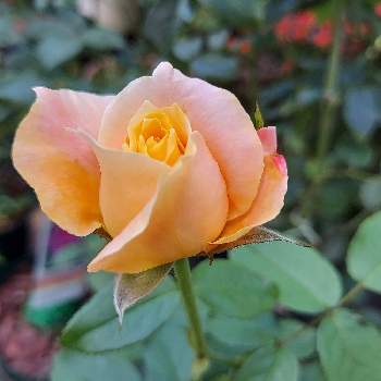 カワイイ～☺️の画像 by IKUMAMAさん | 小さな庭とバラ   トロピカルシャーベットとカワイイ～☺️と咲いてくれてありがとう❤とおうち園芸と鉢植えのバラとバラ・ミニバラとバラを楽しむ