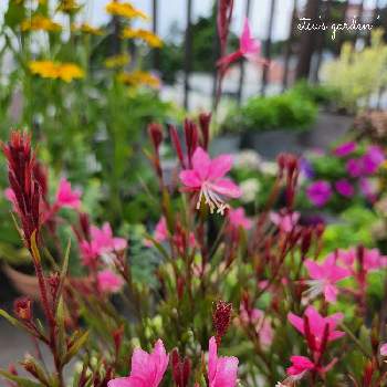ピンク愛好会の画像 by Etsuさん | ガウラ グレースとお花に癒されるとピンクの花と寄せ植えとちいさな幸せ♡と屋上ガーデンとおうち園芸とピンク愛好会とピンクワールドへ ようこそと我が家のお花たちと花のある暮らしとかわいい