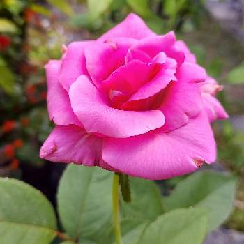 カワイイ～☺️の画像 by IKUMAMAさん | 小さな庭とカワイイ～☺️と咲いてくれてありがとう❤とバラ 紫雲とおうち園芸と鉢植えのバラとバラ・ミニバラとバラを楽しむ