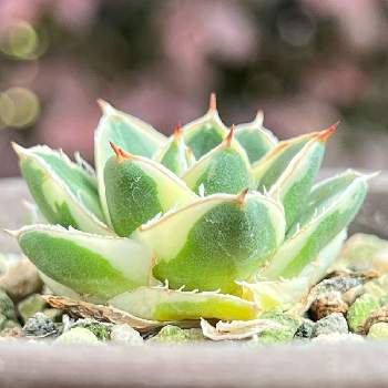 斑入りアガベの投稿画像一覧 Greensnap グリーンスナップ 斑入りアガベの投稿画像一覧 Greensnap グリーンスナップ