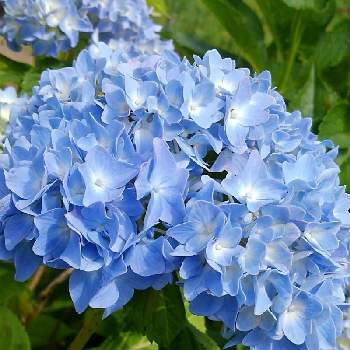 チーム・ブルーNo.120の画像 by かすみそうさん | 小さな庭と紫陽花とチーム・ブルーNo.120と青い花とその葉を写そう！2022とおうち園芸と花に魅せられてと可愛い〜♡と青い花マニアとチーム・ブルーといやし♪