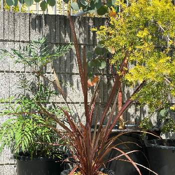 メラレウカ　レボリューションゴールド,マホニア　コンフューサ,ニューサイラン,鉢植え,屋外の画像