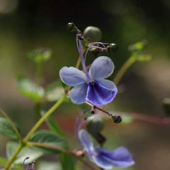 クレロデンドルム・ブルーウィングの画像 by そよ風（ちなみ）さん | 小さな庭とクレロデンドルム・ブルーウィングと私の花の写真とガーデニング大好きと花の好きな方と繋がりたいと青い花とおうち園芸とまいがーでんと美しく青きドヨウとミラーレス一眼と花のある暮らしとチーム愛知