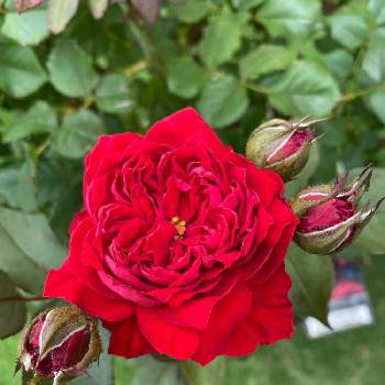 バラ マイローズの画像 by kemeさん | バラ マイローズとロサ　オリエンティスとばら バラ 薔薇とマイガーデンとバラのある暮らしとバラ 鉢植えとガーデニングと花のある暮らしとバラ・ミニバラとバラを楽しむ