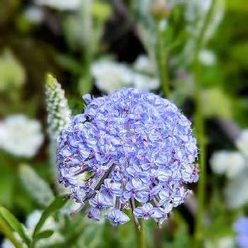 ブルーレースフラワー の投稿画像一覧 Greensnap グリーンスナップ