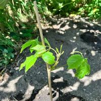 コシアブラの育て方 苗の植え付けや種まきの時期は 栽培はむずかしい Greensnap グリーンスナップ