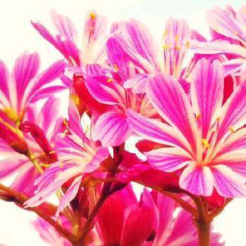 レウィシア,お花満開❤,元気貰える♡,癒し…,可愛い花の画像