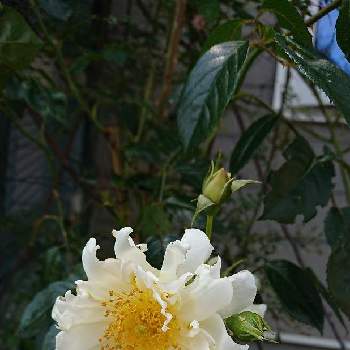 シティオブヨークの投稿画像一覧 Greensnap グリーンスナップ