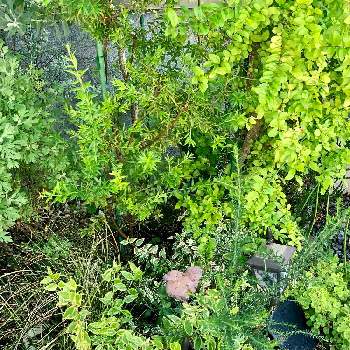 プリペットの画像 by ner0l1さん | 小さな庭とグレビレアとカレックスとアジュガとアベリアとリシマキアとプリペットとライスフラワーとアベリアと花壇とカラーリーフと低木と今日のお花