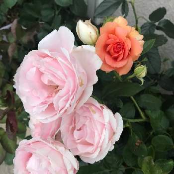 ビエドゥーの画像 by yuiさん | 小さな庭と杏奈とビエドゥーとガーデニングとバラ 鉢植えとばら バラ 薔薇